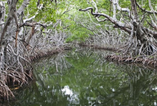 Maharashtra gets ISRO’s aid in mapping mangroves on GIS - Geospatial World