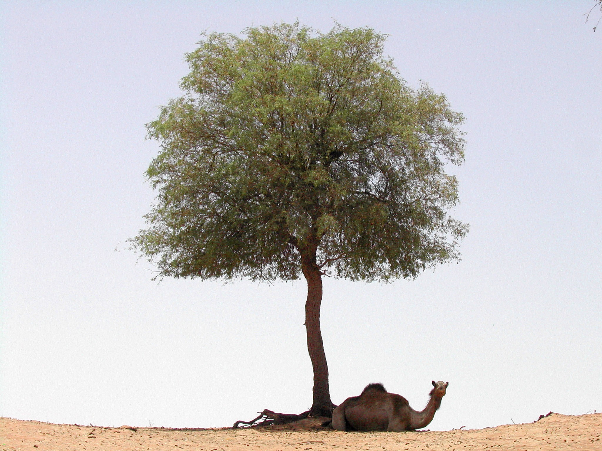 Dubais Indigenous Trees Get Gps Monitors Geospatial World