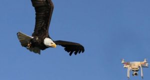 Eagle taking down a drone