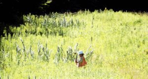 A Kinder Morgan surveyor at work in Otis State Forest last week, mapping the route for the Tennessee Gas Pipeline Co.'s Connecticut Expansion Project.