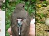 Researchers from University of British Columbia (UBC) have solved the mystery of bird migration using GPS trackers.