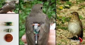 Researchers from University of British Columbia (UBC) have solved the mystery of bird migration using GPS trackers.