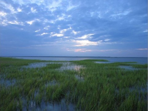A study using satellite data say lush, essential vegetation in Georgia is fading away because of climate change.