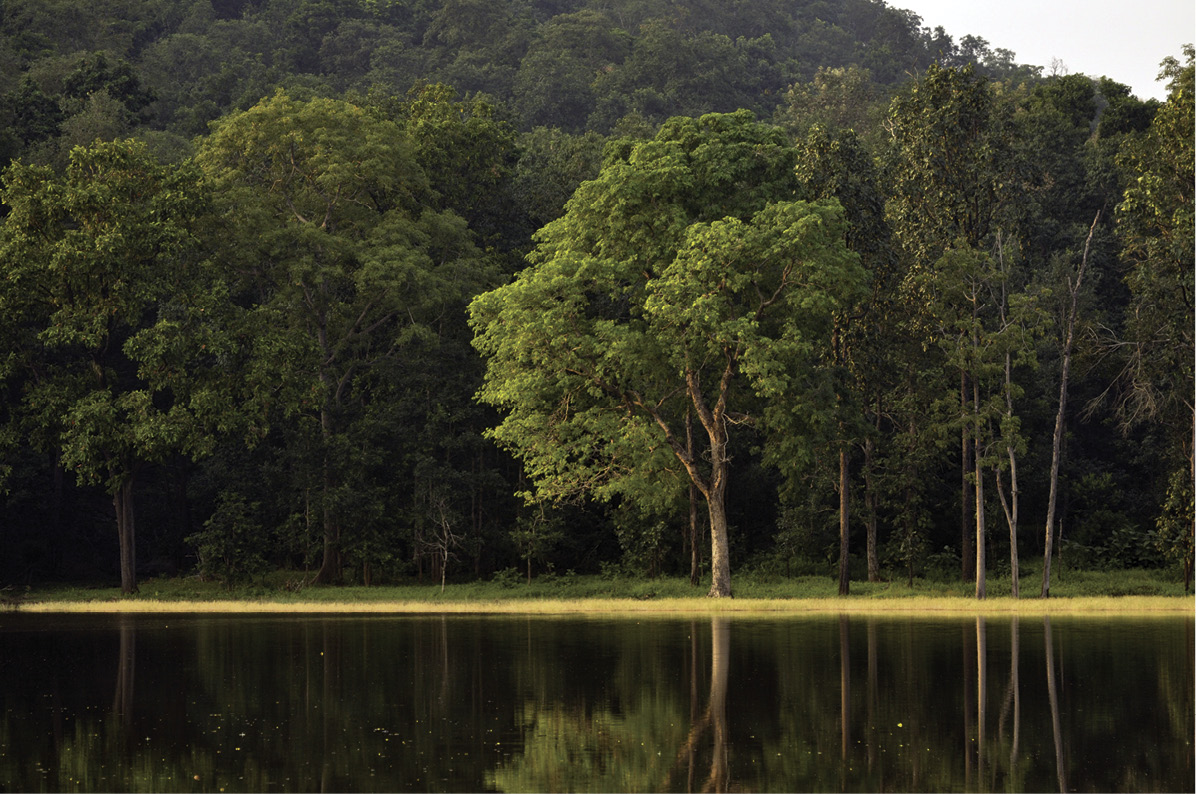 Gisï Gps Remote Sensing Technology Helps In Forests Conservation Gisï Gps Remote Sensing Technology Helps In Forests Conservation