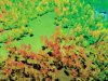 LiDAR in forestry