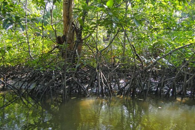 Bengal uses GPS, GIS to create a comprehensive map of Sundarbans ...