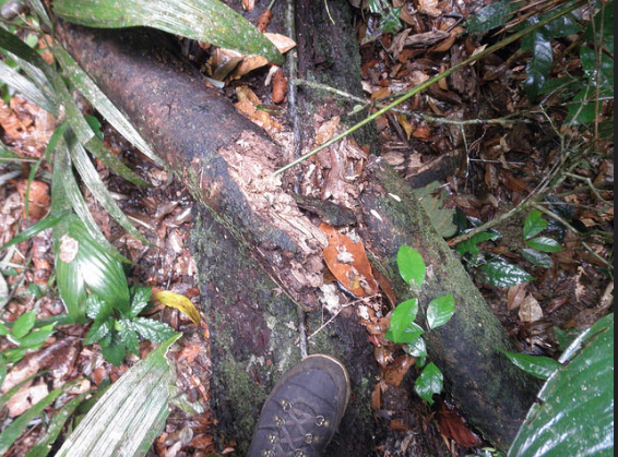 3D view of Amazon forests
