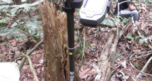 3D view of Amazon forests