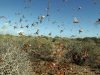locust attack