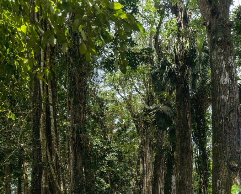 National Map of Forests and Land Use by Ghana Forestry Commission